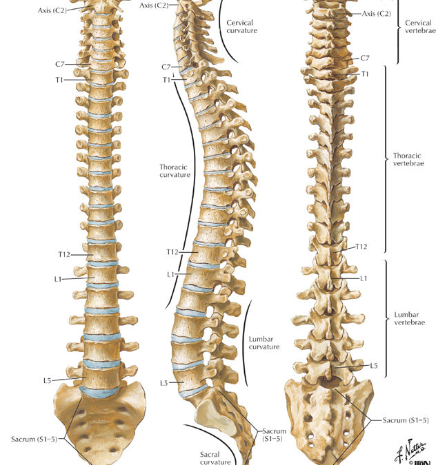 7 Important facts about your spinal health