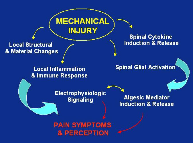 Radicular Pain - Mechanical Injury Slide